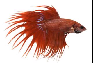 Red Crowntail Betta (Male) Logo