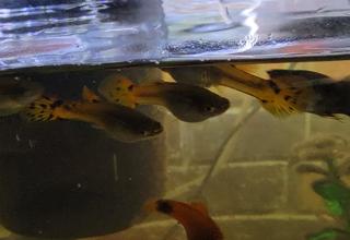 Ast Guppy And Platy Logo