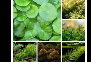 Starter Pack 6 Bunches Low Light Plants--free Ship