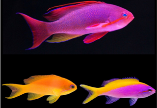 3 Asst Reef Safe Anthias - Deluxe - Free Shipping Logo