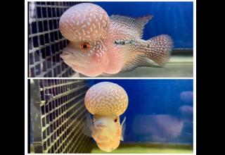 Red Dragon Flowerhorn Cichlid 4-5 Inches Logo