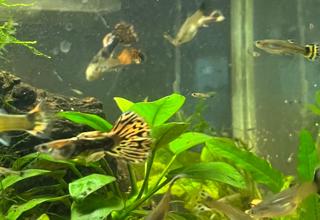 Fancy Tail Guppies Logo