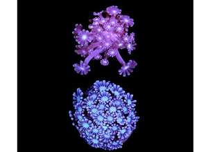 X2lot Alveopora Frag Pack - Free Shipping Logo