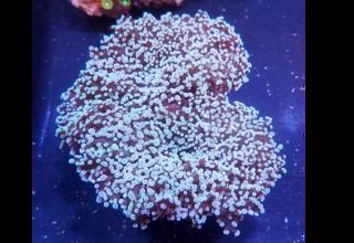 Australian Purple Tipped Walled Frogspawn Coral Logo