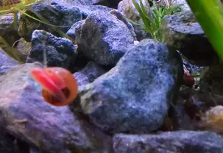 20 + Ramshorn Snails