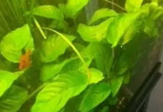 Anubias Barteri Plant