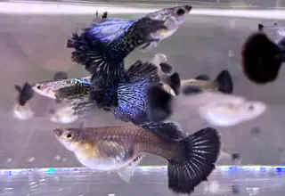 Blue Dragon Guppies - Adult Females Logo
