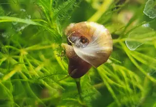 Brown Ramshorn Snail 8 Pack