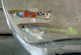 K Tanaka Pink Select guppies 1 pair + extras Logo
