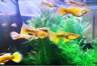 Full Gold Guppies - Pair Logo