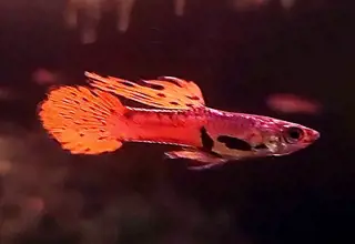 2 Pair, Original Red Asian Endler, Live Arrival Guaranteed, Ups 2nd Day Logo