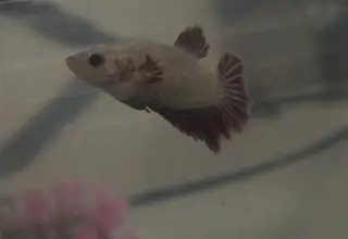 Halfmoon Betta, Betta Splendens, Red And White Female