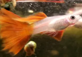 Red Glass Guppy (Pair) Logo