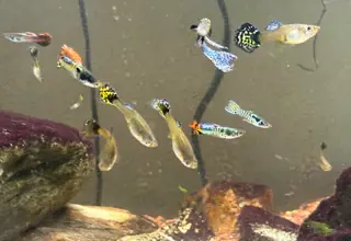 6 Pack - Mystery Exotic Guppy Breeder Deal