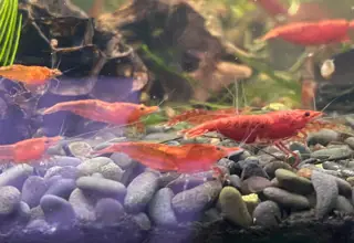 12+2 Cherry Shrimp, Neocaridina Davidi