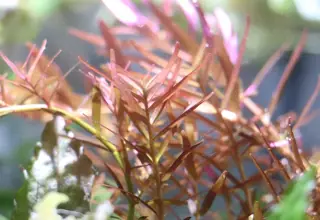 Rotala Hra 6 stem cuttings