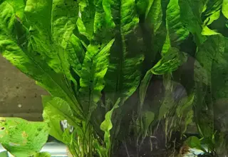LARGE Java Fern Mat Logo