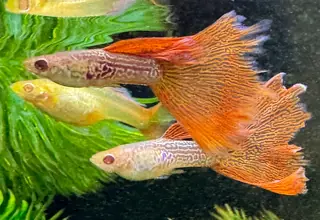 Albino Red Lace Guppies - Trios