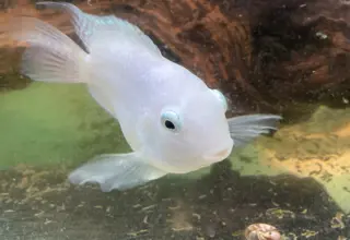 Mini Parrot Fish Logo