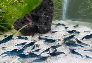 10 X Blue Dream Shrimp