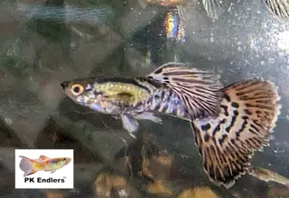 Pk Endlers Rainbow Mosaic Dumbo Guppy Pair MF