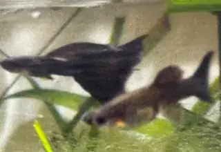 Midnight Blue Moscow Guppies    Pair     1 Male 2 Females