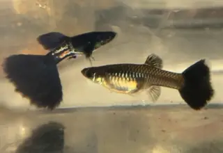 Metal Black Snake Skin Guppies - Males