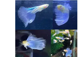 Albino Blue Topaz Guppies - Pair
