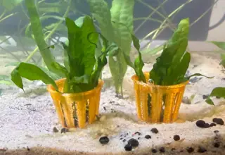Java Fern Juveniles in Net Pots - 2-Pack Logo