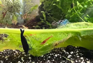 10 (+1 Doa) X Neorainbow Pack, Mixed Neocaridina Shrimp