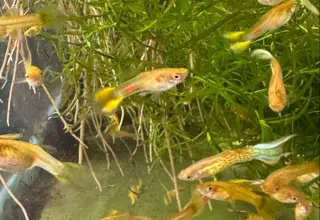 Cobra Gold Lace CROSS-MIX Guppies - Singles, Groups Logo