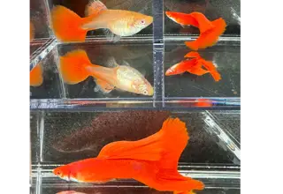 Albino Full Red Bd Guppies - M/f Pair