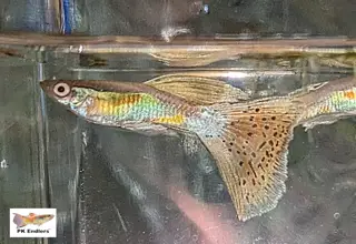 Pk Endlers Rainbow Grass Guppy Trio Mff