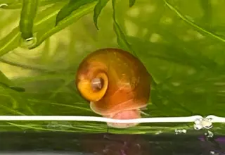 Mystery Snails Logo