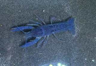 Blue Baby Crayfish Individual Or Bulk Size 0.5"- 1.5" Logo