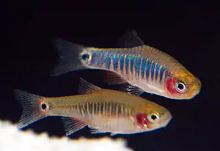 Emerald Dwarf Rasbora (Group Of 5)