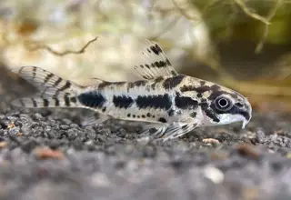 (5) Habrosus Corydora (Dwarf Corydora)