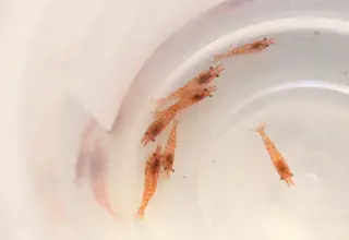 5+(1 For Doa) Red Sakura Shrimp