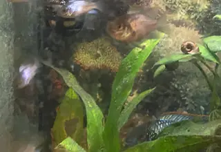 Freshwater Fish  Andinoacara Pulcher - Electric Blue Acara Logo