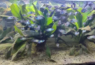 Electric Blue Acara 5 Juveniles Logo