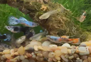 Designer Guppies, Poecilia Reticlata/wingei Hybrid Breeding Group (1m/3f)