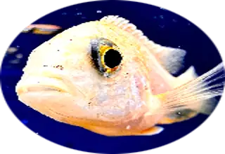 selfmadeaquarist Logo