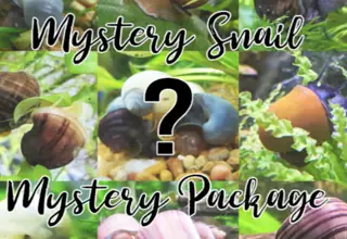 Mystery Snail Mystery Box 3 Babies