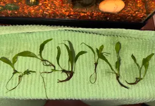 Java Fern (Microsorum Pteropus) Beautiful And Hardy Freshwater Aquarium Plant