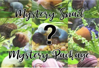 Mystery Snail Mystery Box 2 Babies