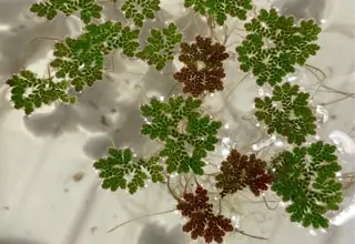 Azolla(3x3 Inch Portion)