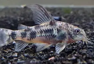 5 X Paleatus Cories Aka Pepper Catfish