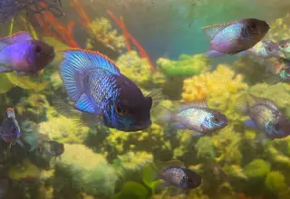 Freshwater Fish  Andinoacara Pulcher - Electric Blue Acara
