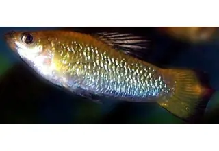 Perugiae Limia, 4 Juveniles, Unsexed, Live Arrival Guaranteed, 2nd Day Air Logo