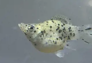 Balloon Molly Female